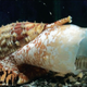 A cone snail hunting fish. (Image: Baldomero Olivera)